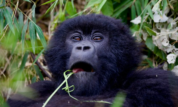 Close-up of a mountain gorilla in its natural habitat, surrounded by the dense foliage of Rwanda's Volcanoes National Park.