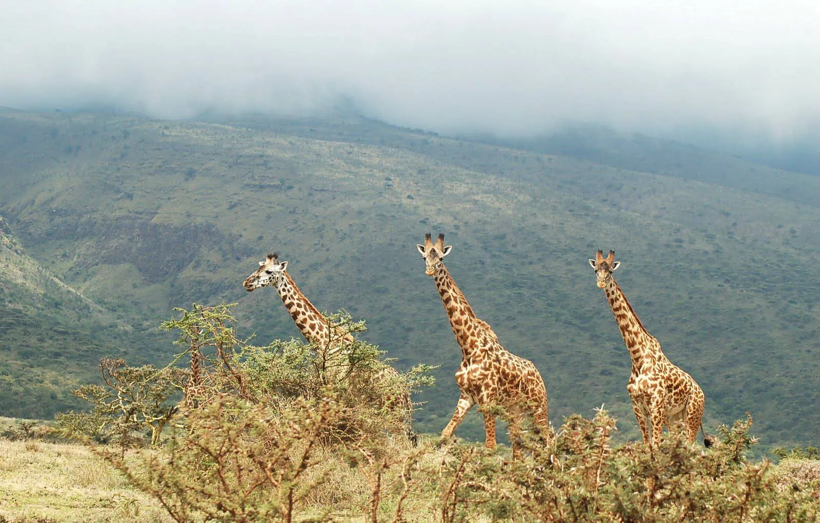 Graceful Giraffes Roaming the Scenic Landscapes of Lake Manyara National Park
