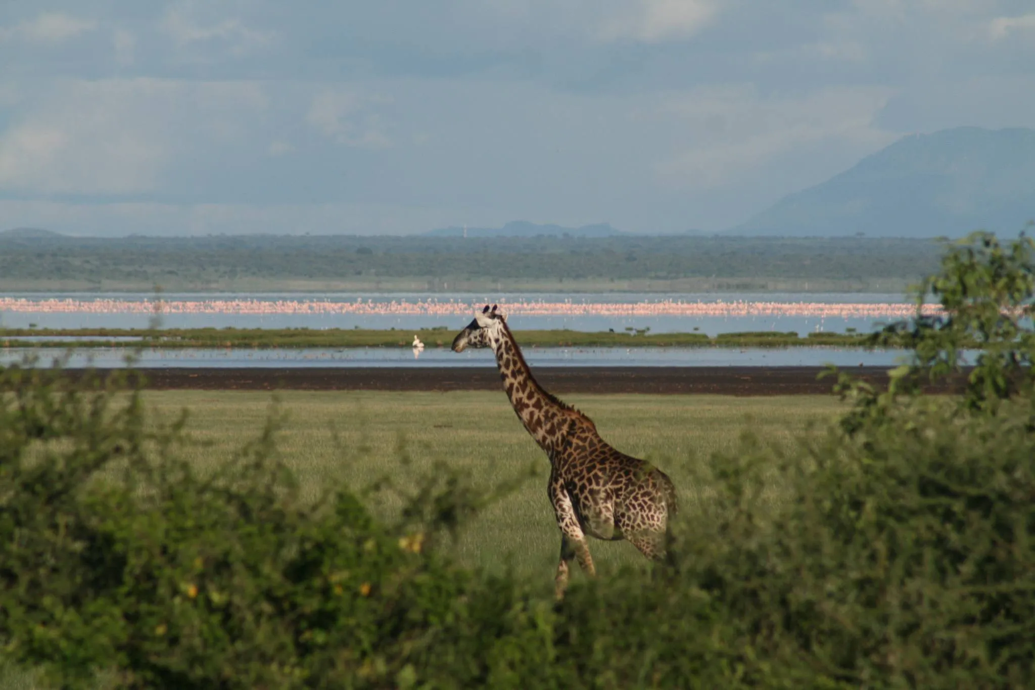 Graceful Giraffes Roaming the Scenic Landscapes of Lake Manyara National Park