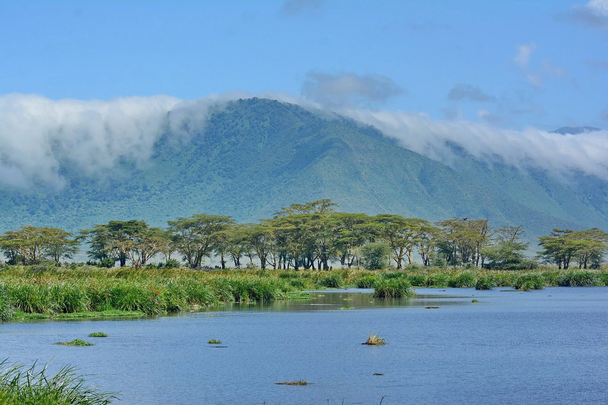 Graceful Giraffes Roaming the Scenic Landscapes of Lake Manyara National Park