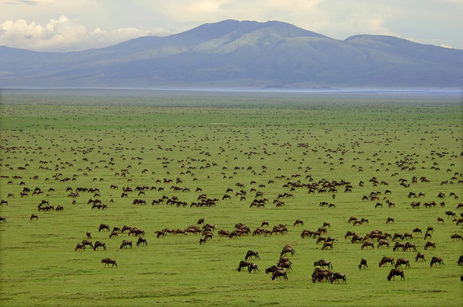 Serengeti Migration Safari Adventure