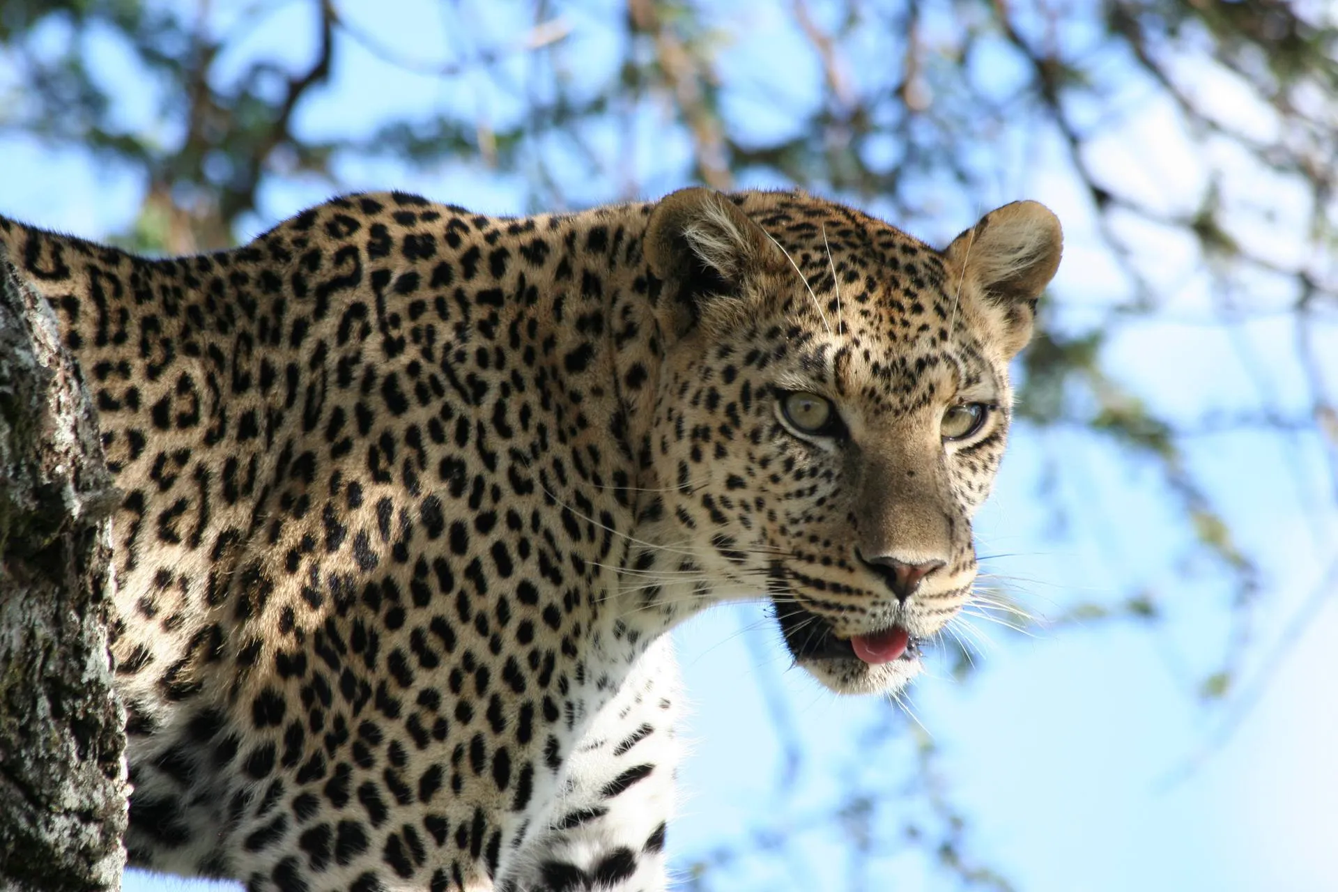 Serengeti Migration Safari Adventure