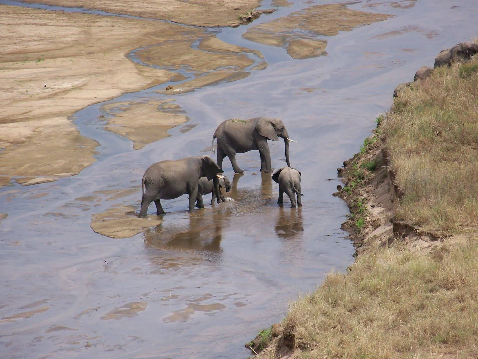 Graceful Giraffes Roaming the Scenic Landscapes of Lake Manyara National Park