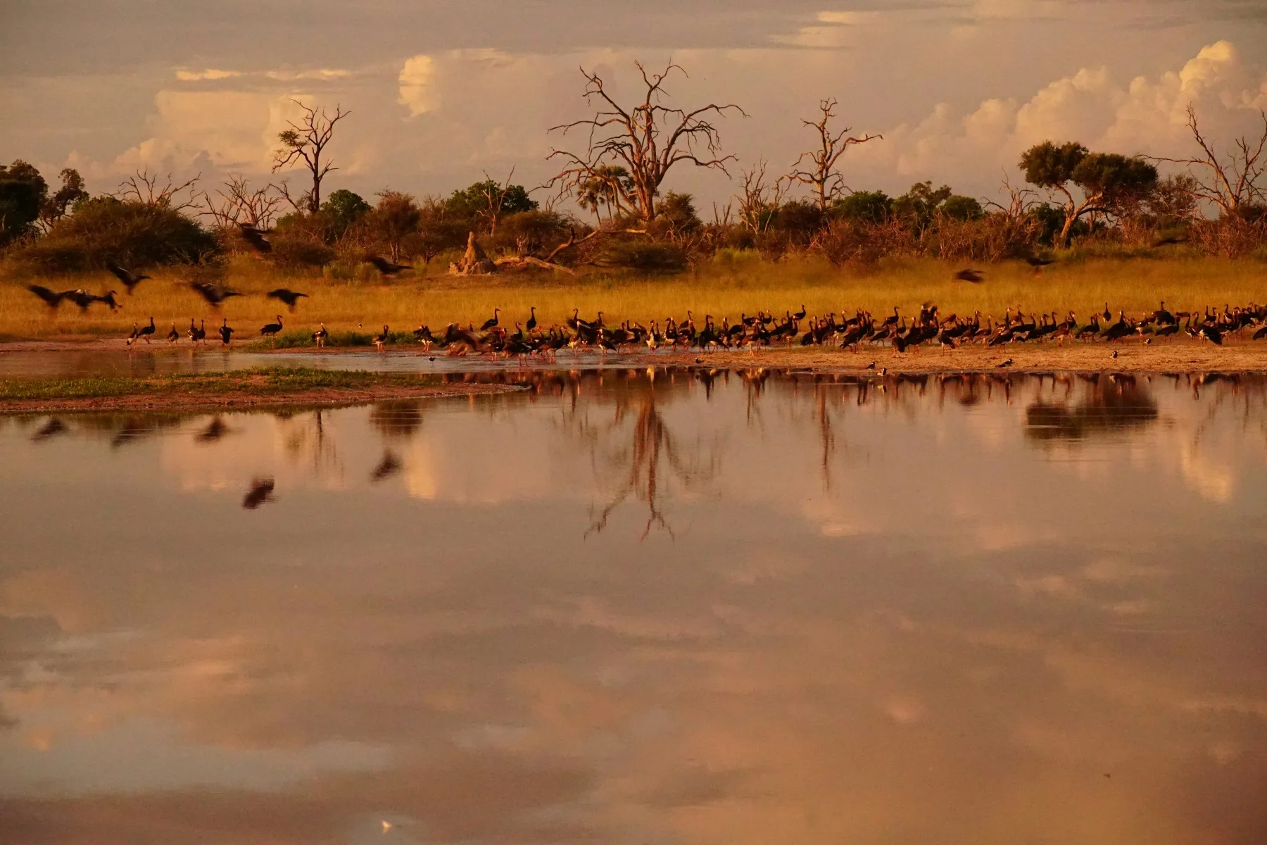 Botswana Beyond the Delta: Chobe, Makgadikgadi and the Okavango 