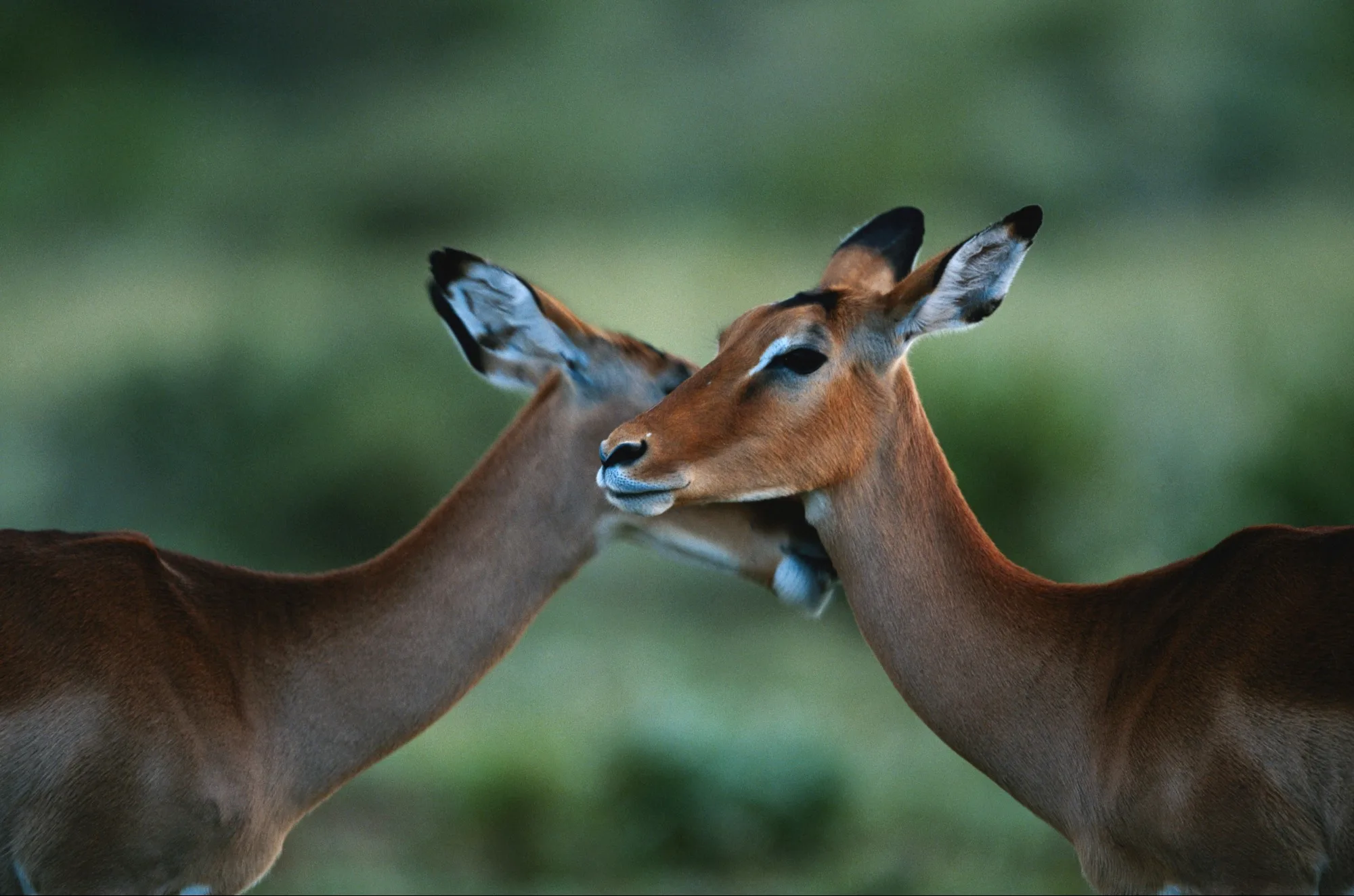 Samburu National Reserve