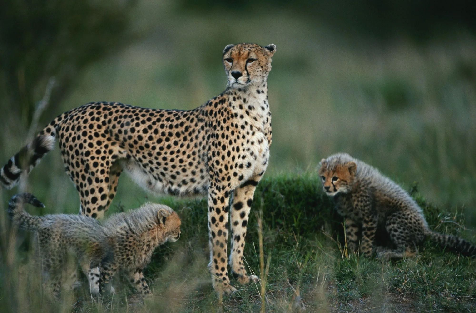 Serengeti National Park landscape photograph 3