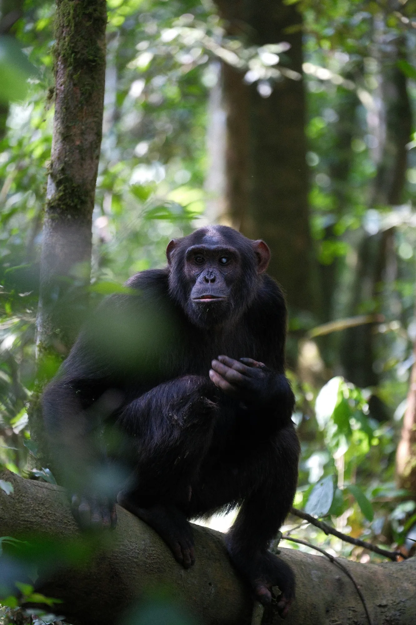 Kibale Forest National Park landscape photograph 3