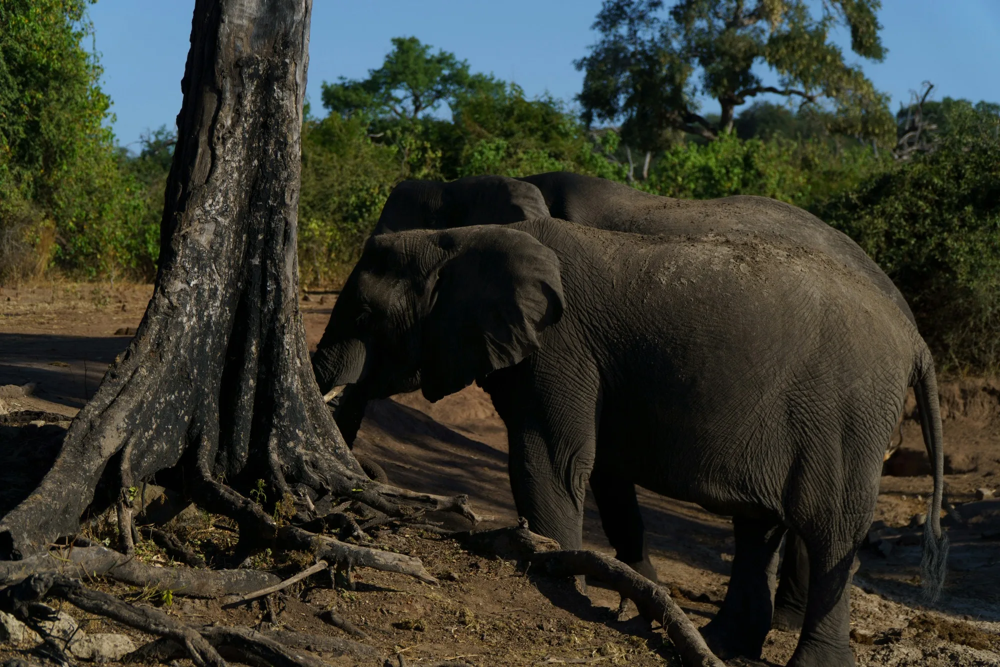 Okavango Delta — photo 1