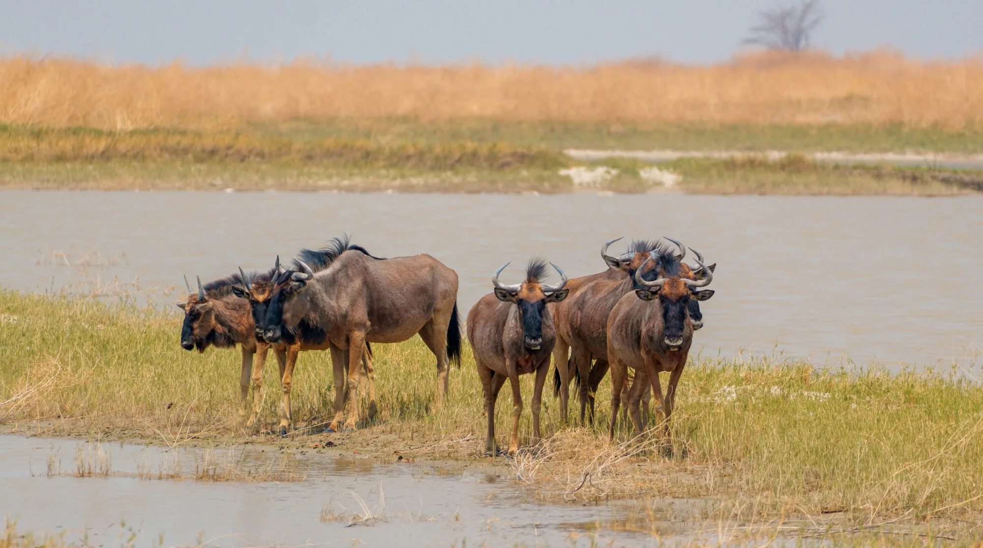 Makgadikgadi Pans National Park — photo 1