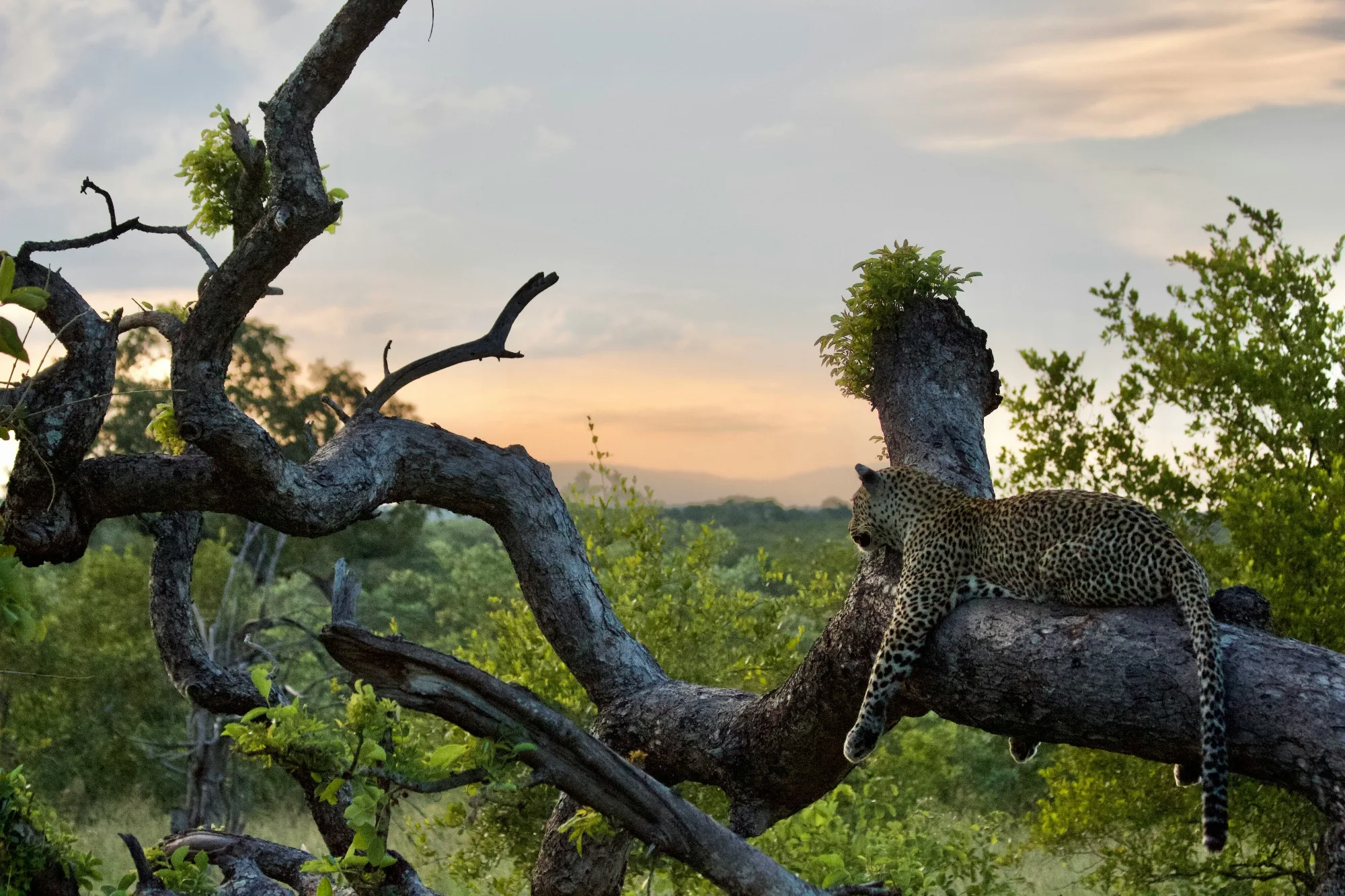 Sabi Sands Game Reserve