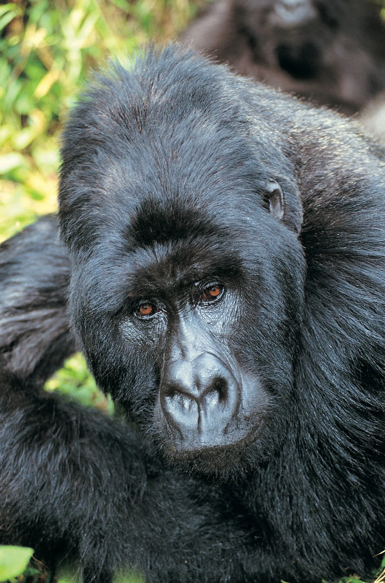 Bwindi Impenetrable National Park landscape photograph 3