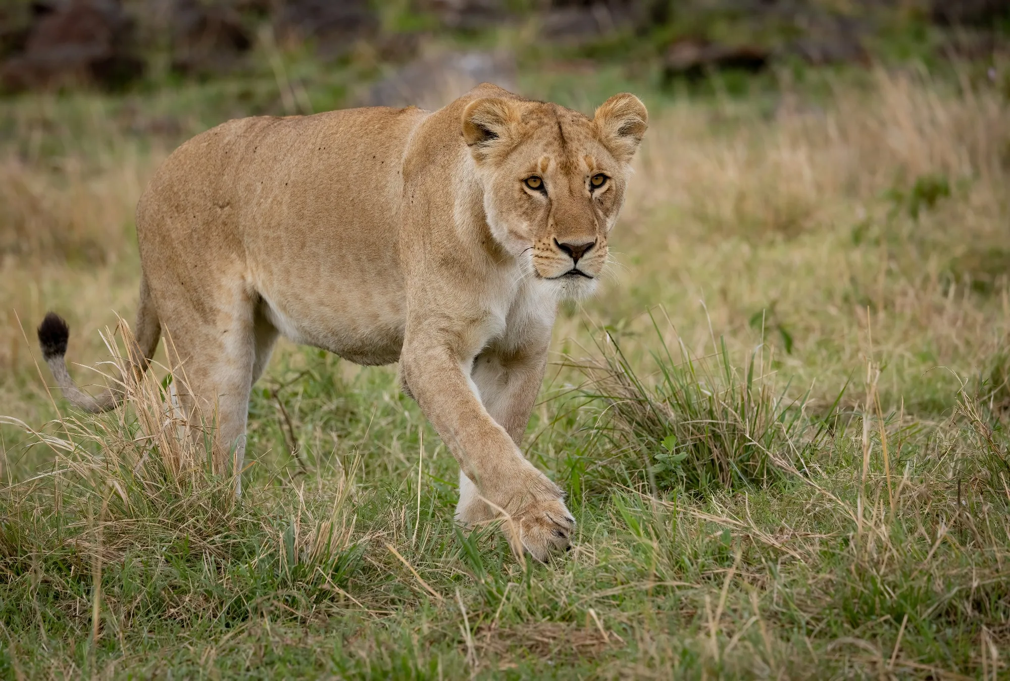Masai Mara landscape photograph 4