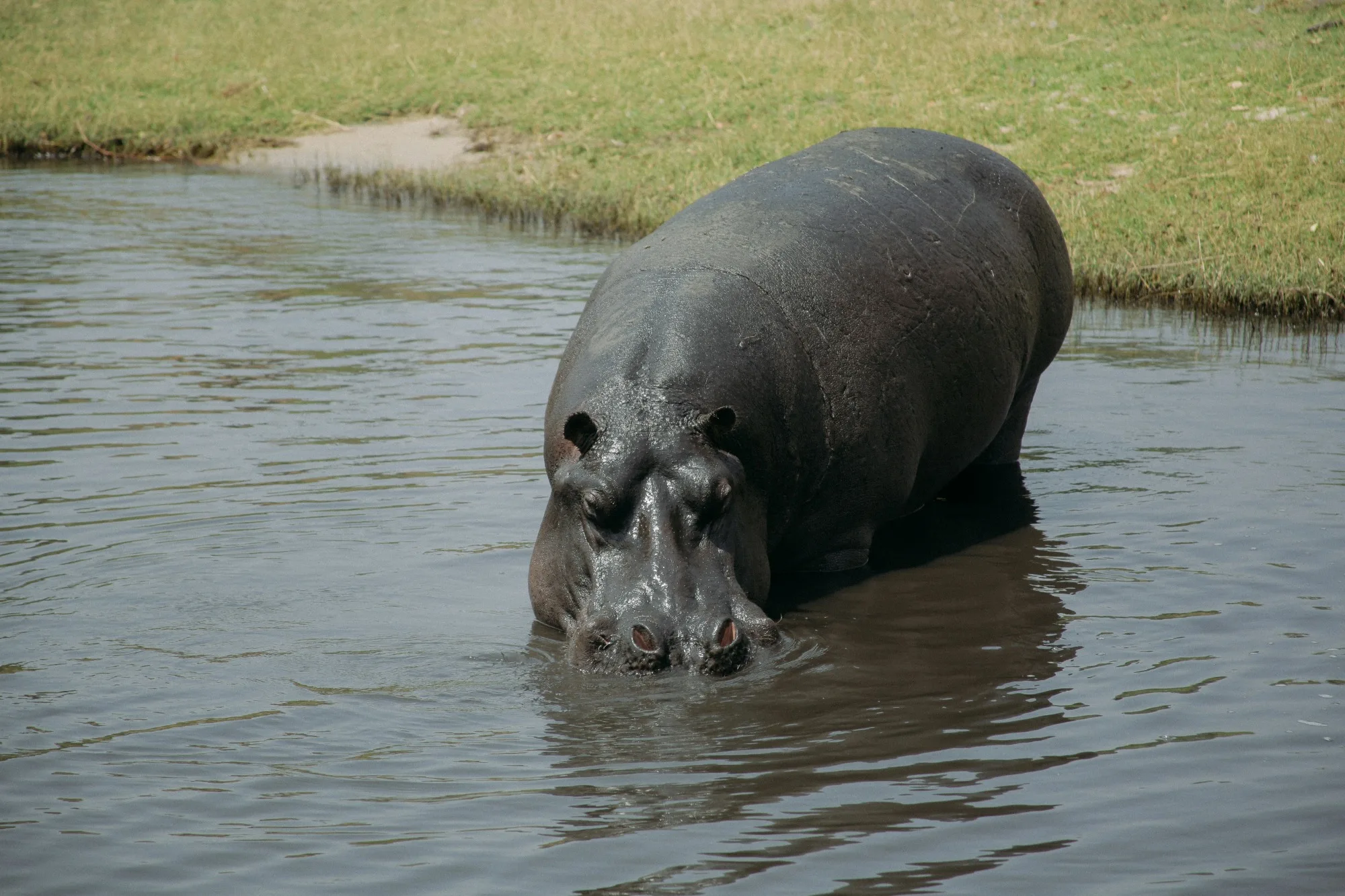 Chobe National Park — photo 2
