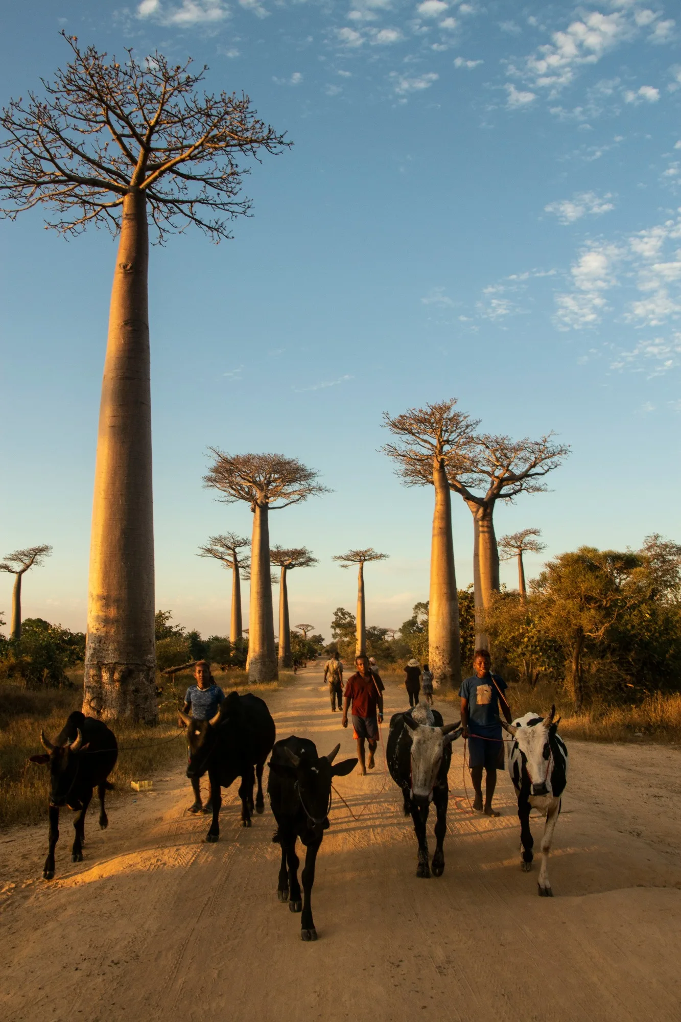 Avenue of the Baobabs & Morondava — photo 2