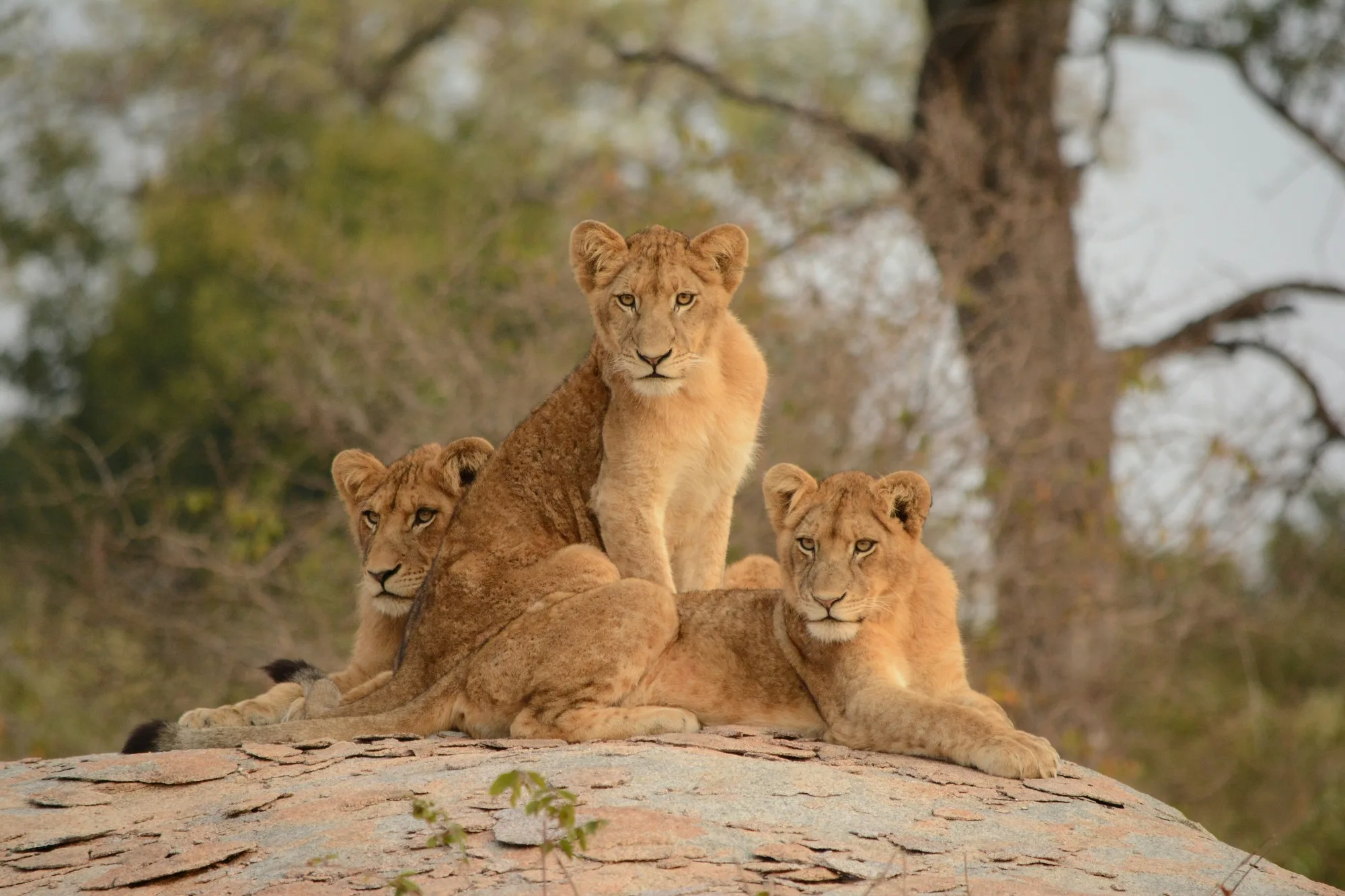 South Africa