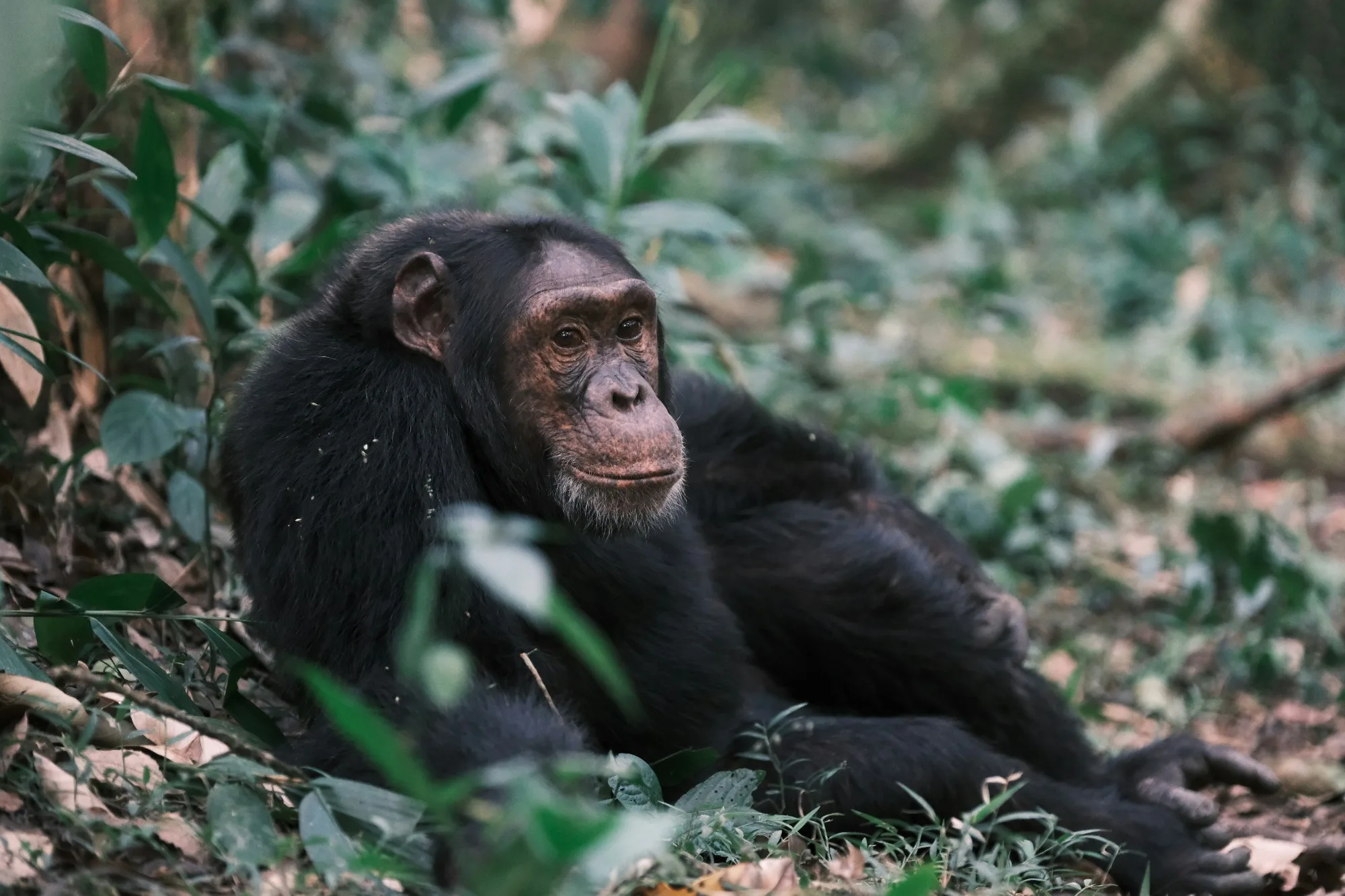 Kibale Forest National Park