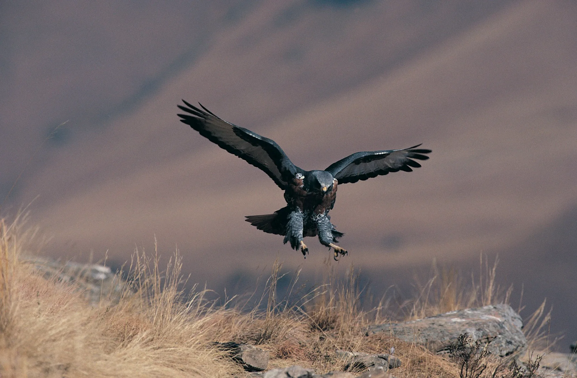 Drakensberg Mountains — photo 1