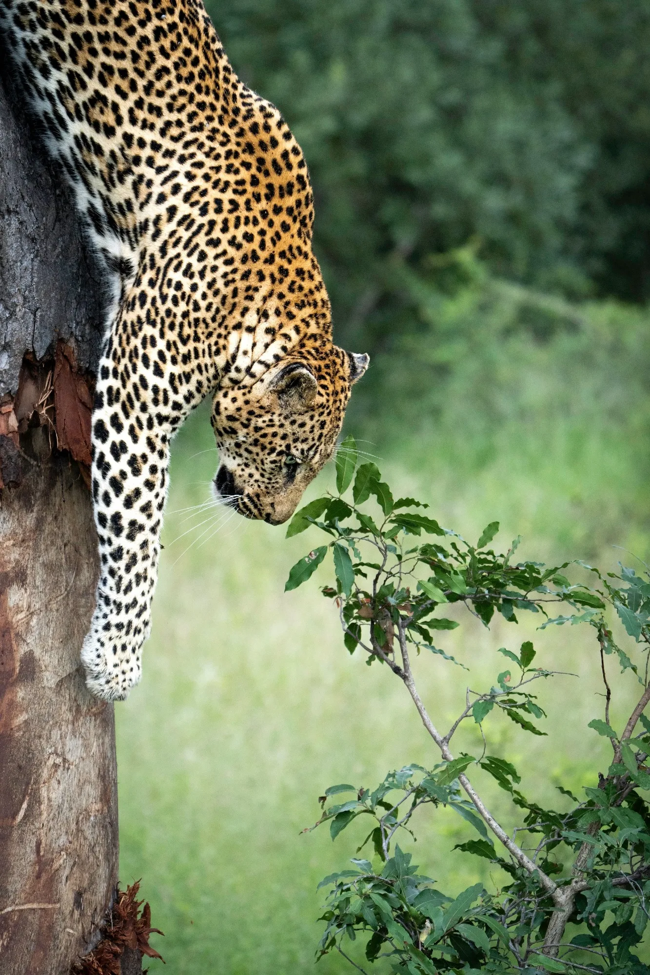 Kruger National Park — photo 1