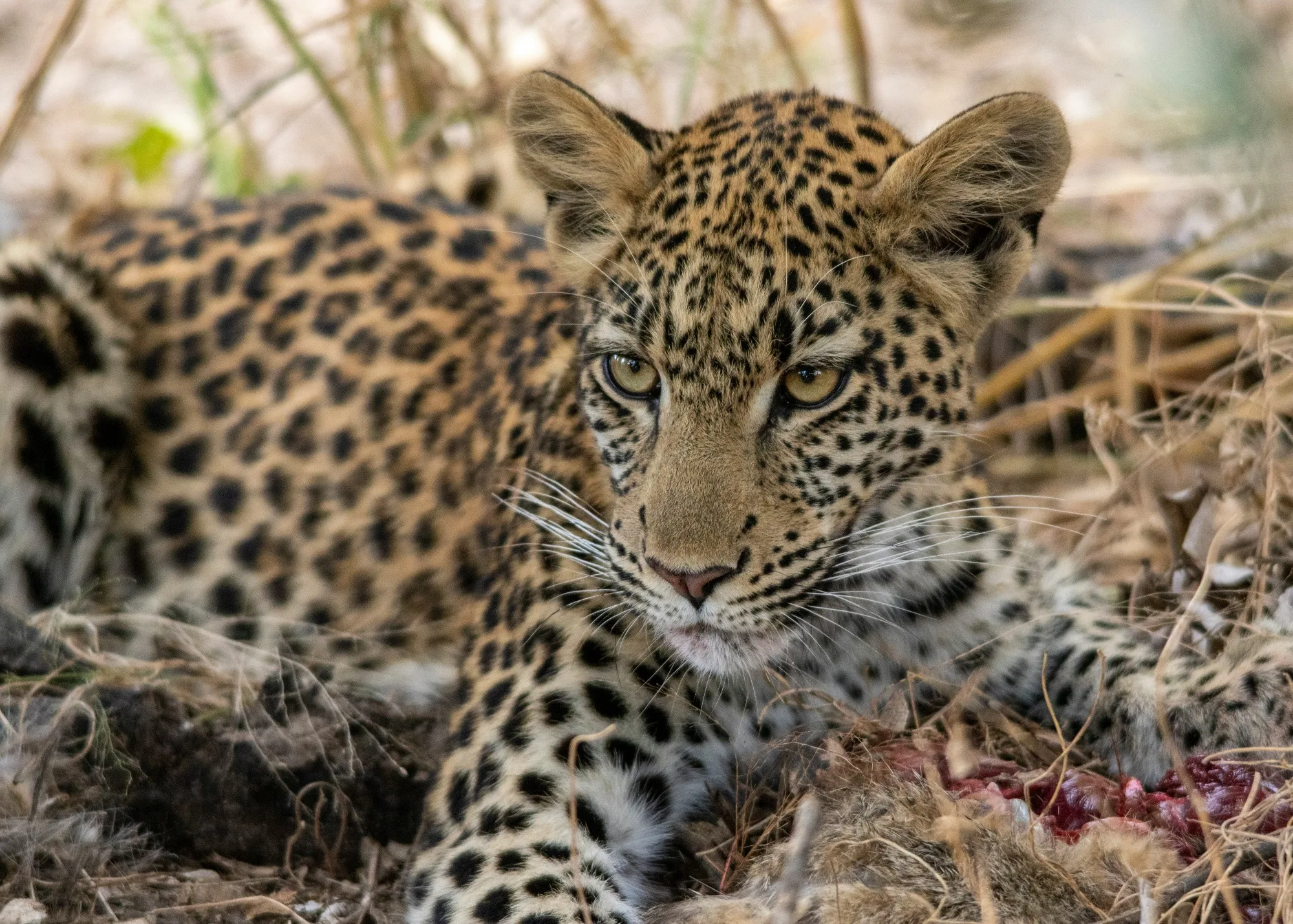 Okavango Delta — photo 2