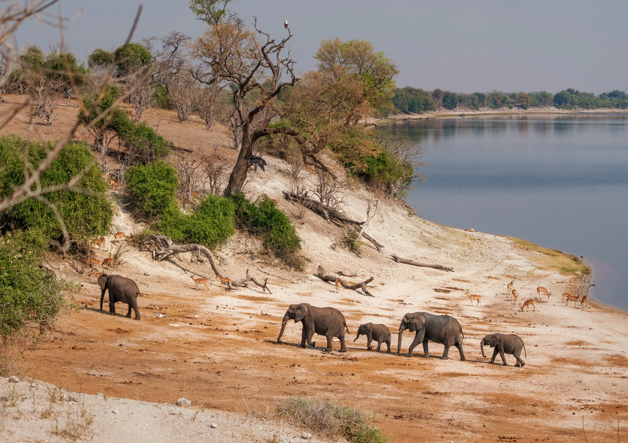 Chobe National Park — photo 3