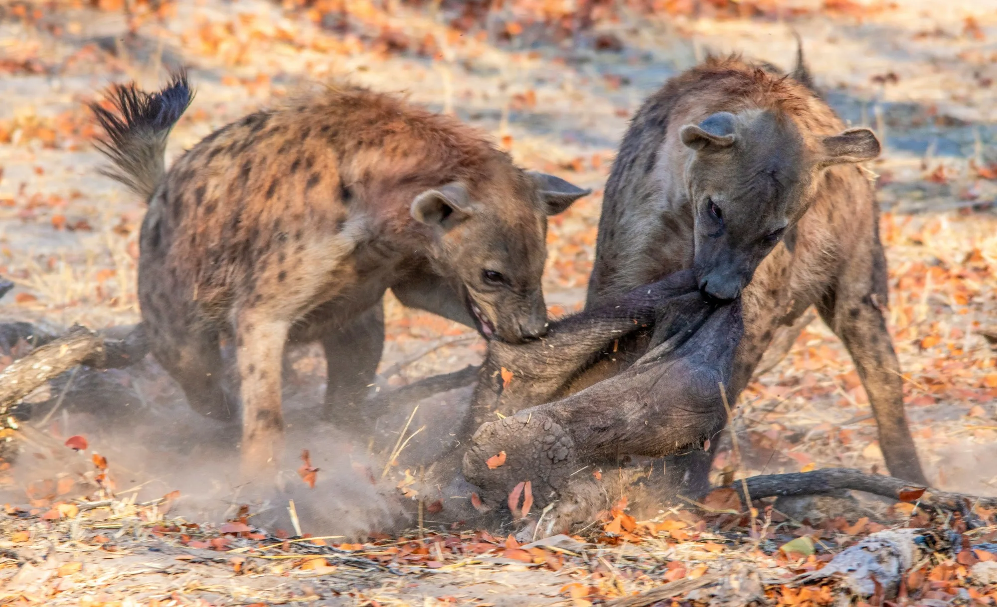 Okavango Delta — photo 3