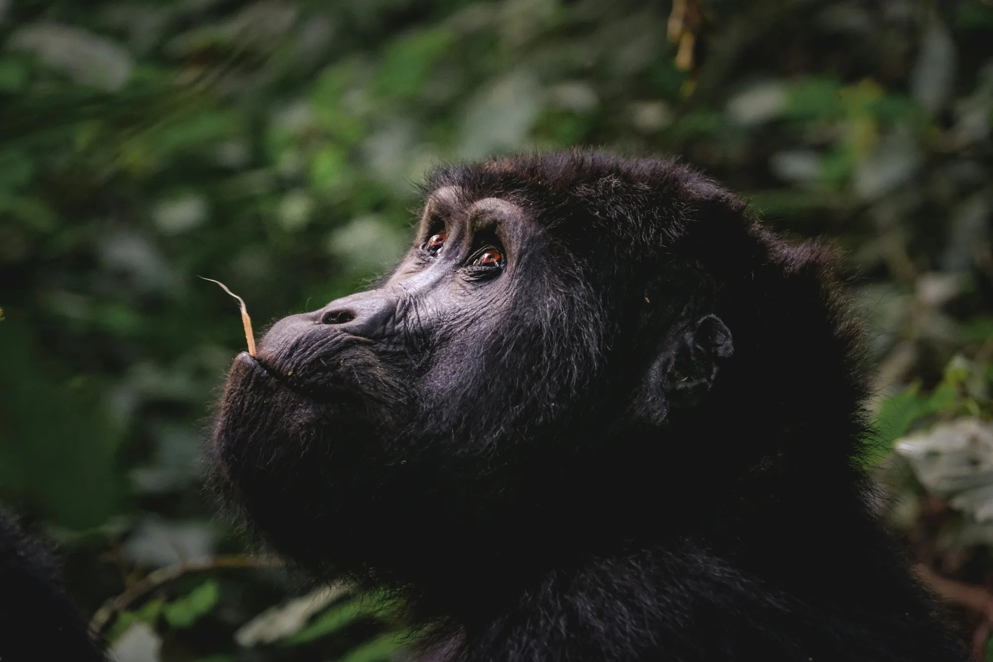 Bwindi Impenetrable National Park landscape photograph 1