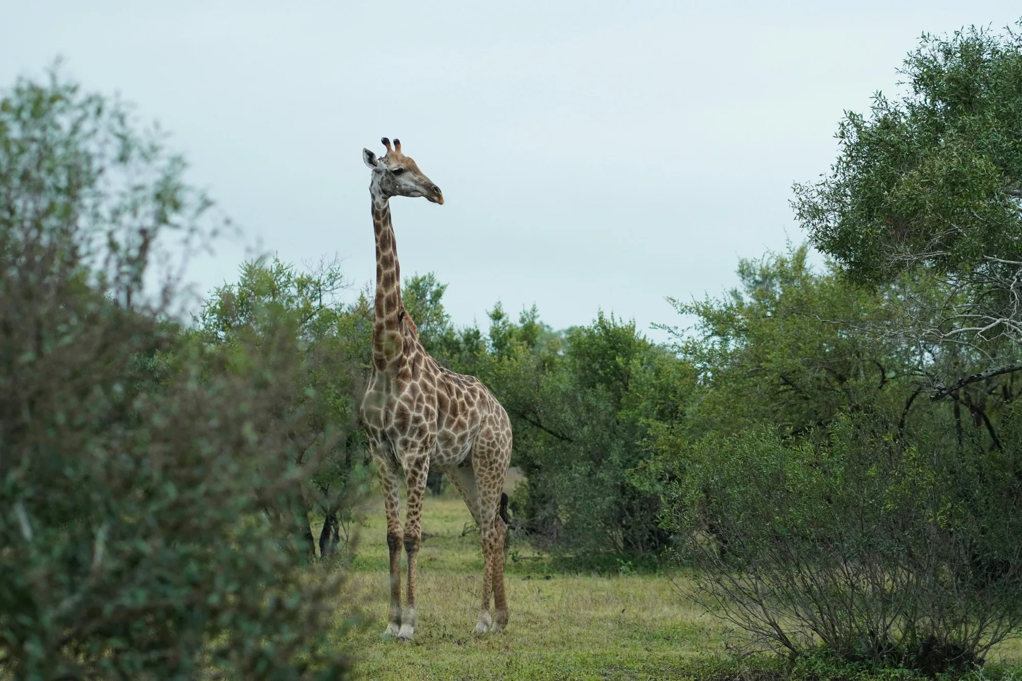 Sabi Sands Game Reserve — photo 3