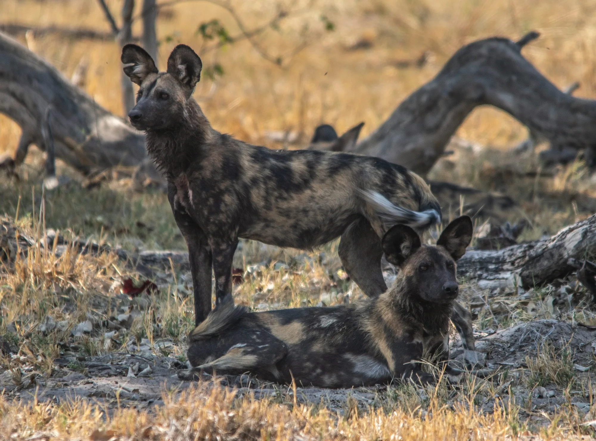 Moremi Game Reserve — photo 1