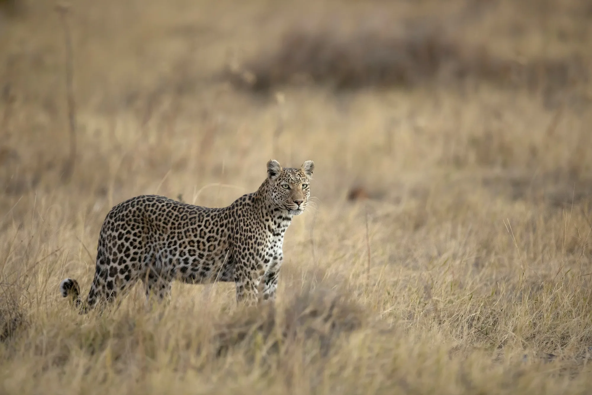 Moremi Game Reserve — photo 2