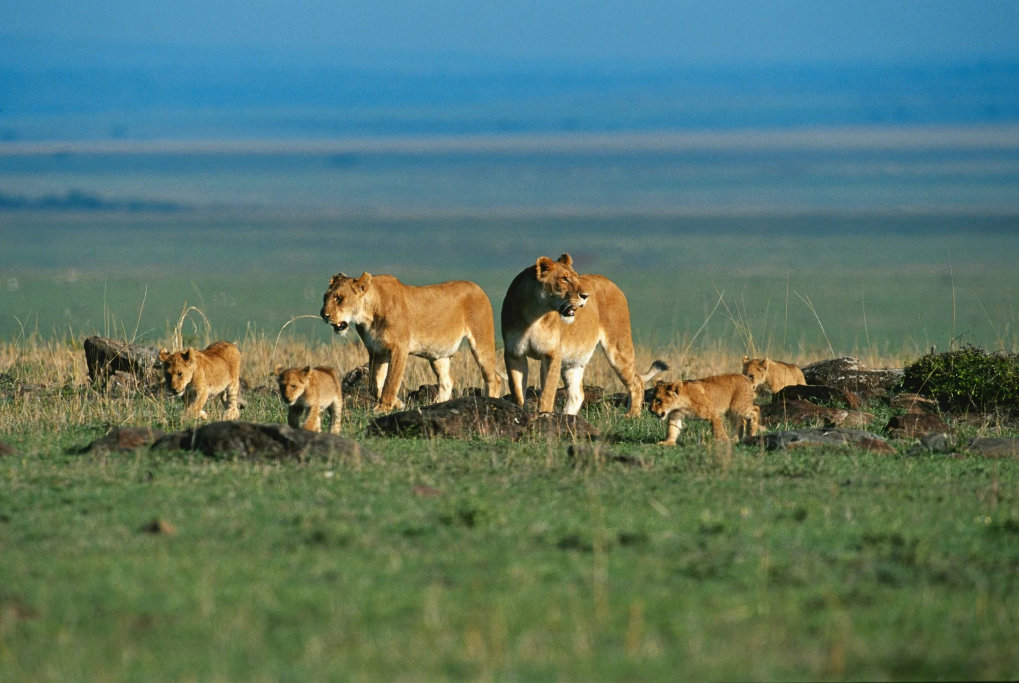 Amboseli National Park landscape photograph 1