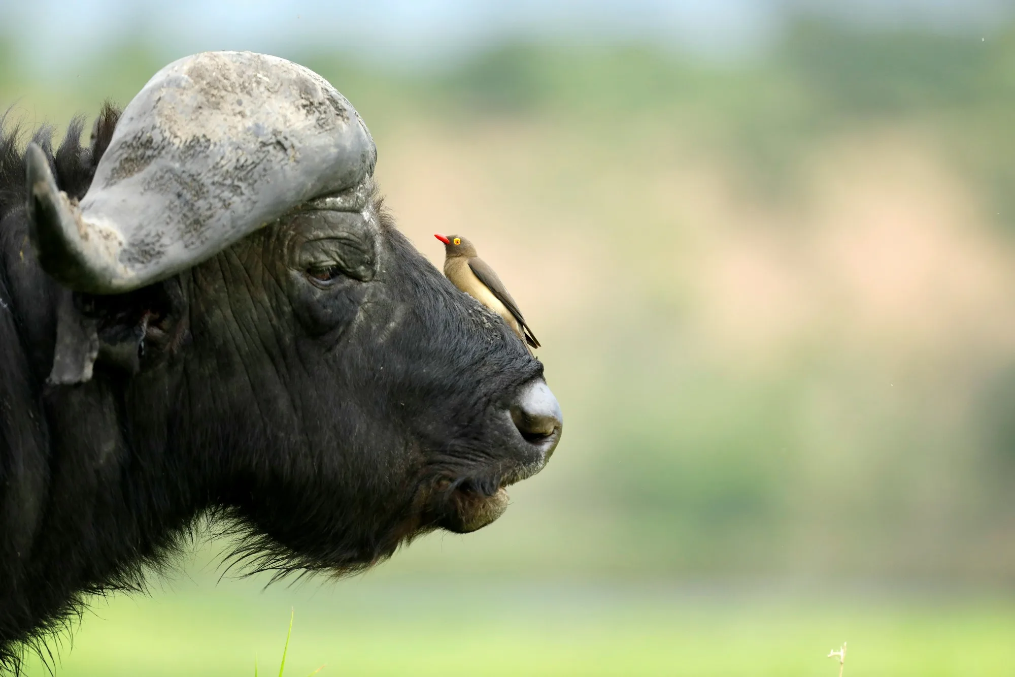 Moremi Game Reserve — photo 3