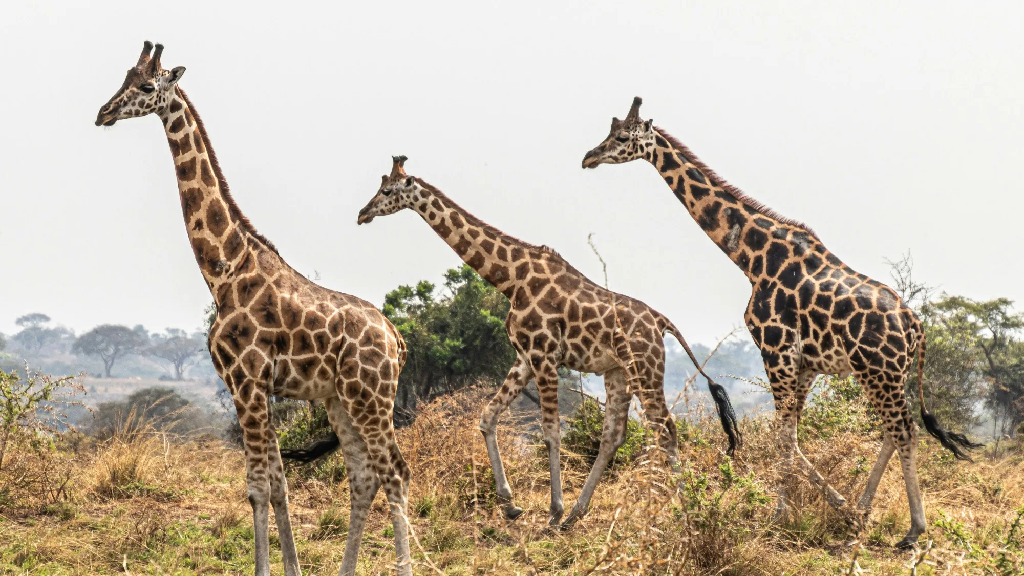 Murchison Falls National Park landscape photograph 1