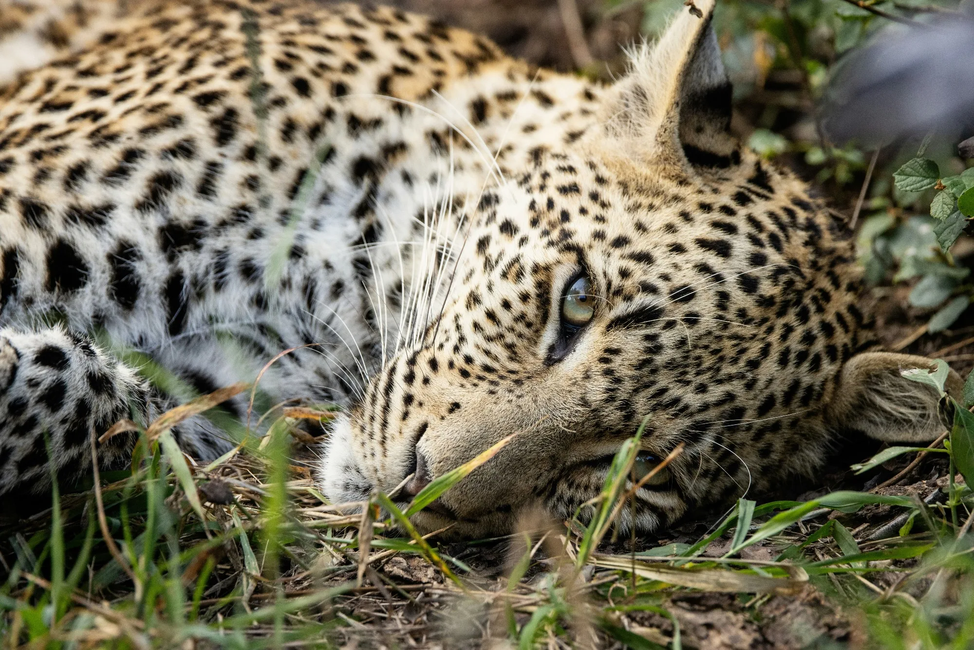 Sabi Sands Game Reserve — photo 1