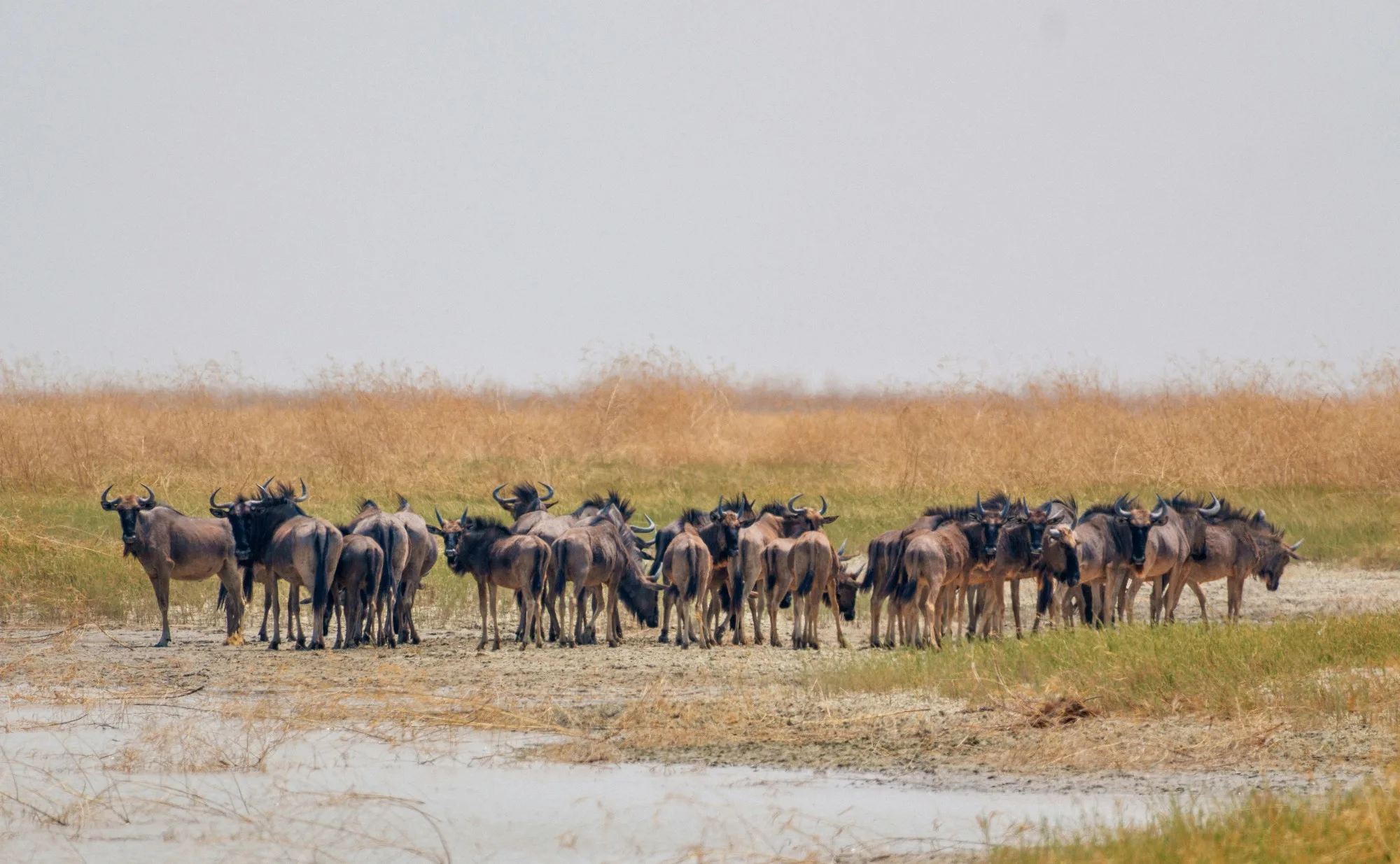 Makgadikgadi Pans National Park — photo 2