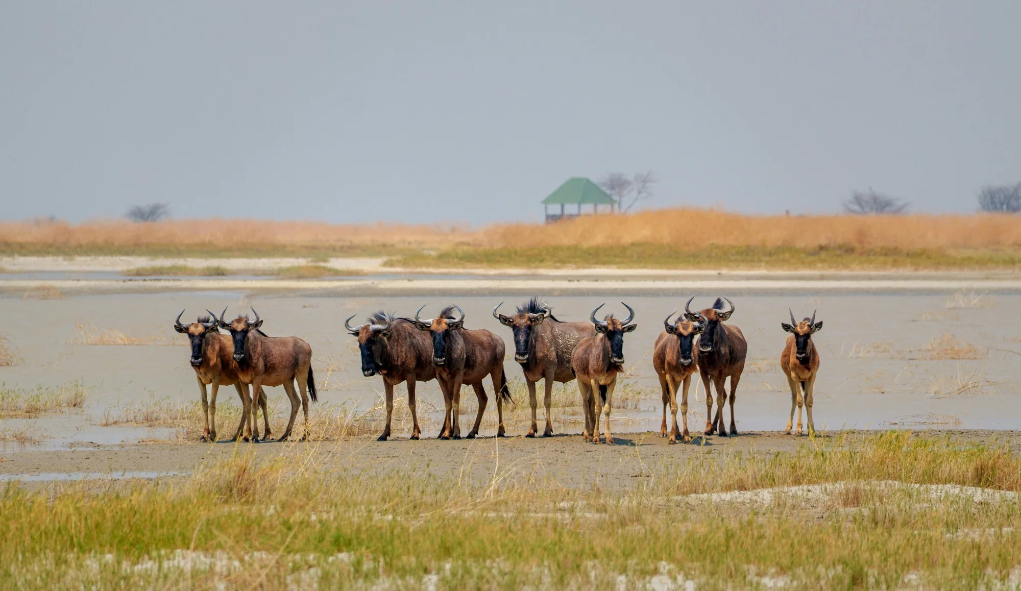 Makgadikgadi Pans National Park — photo 3