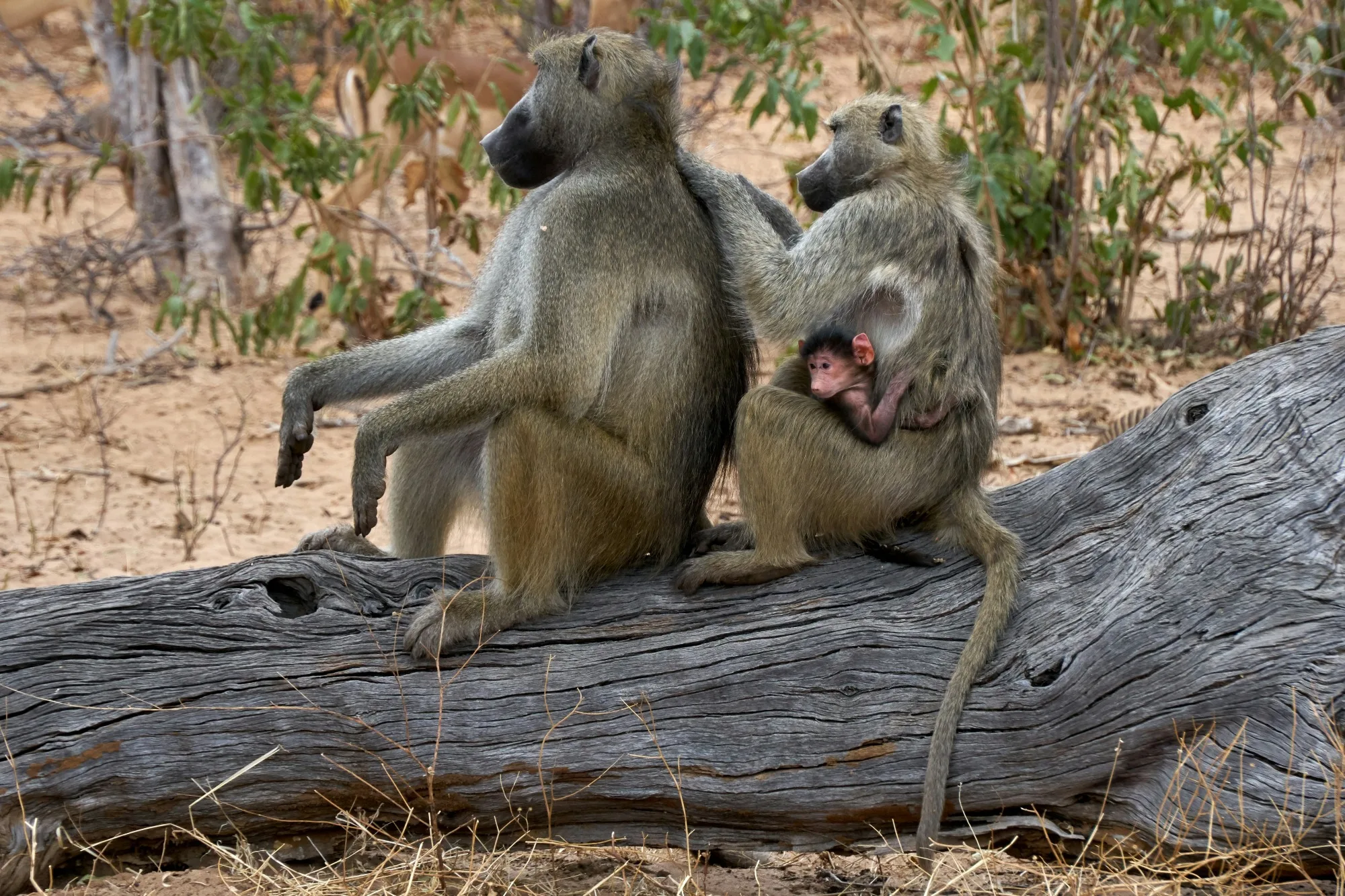 Chobe National Park — photo 1