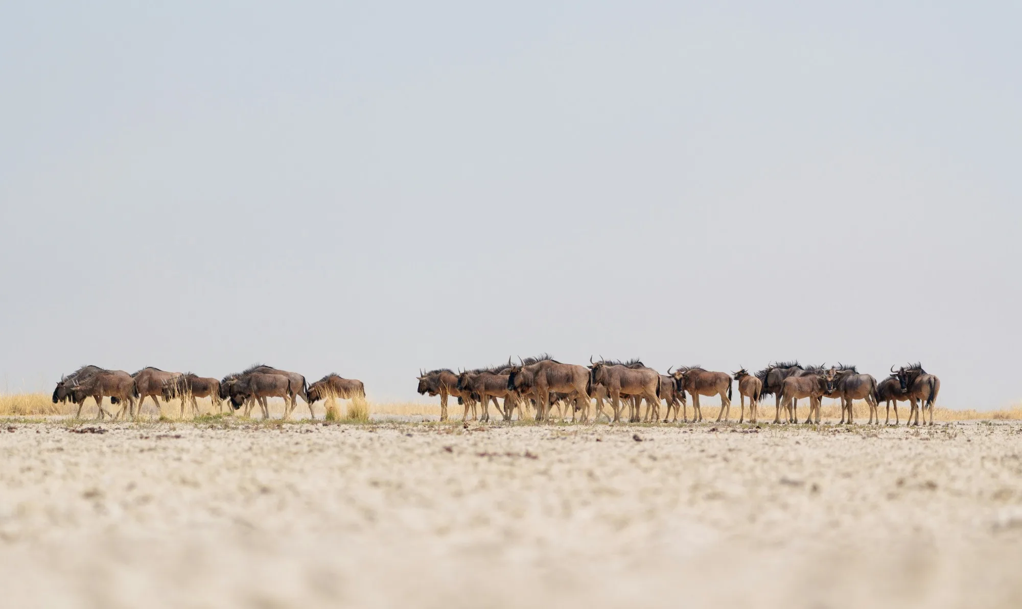 Makgadikgadi Pans National Park