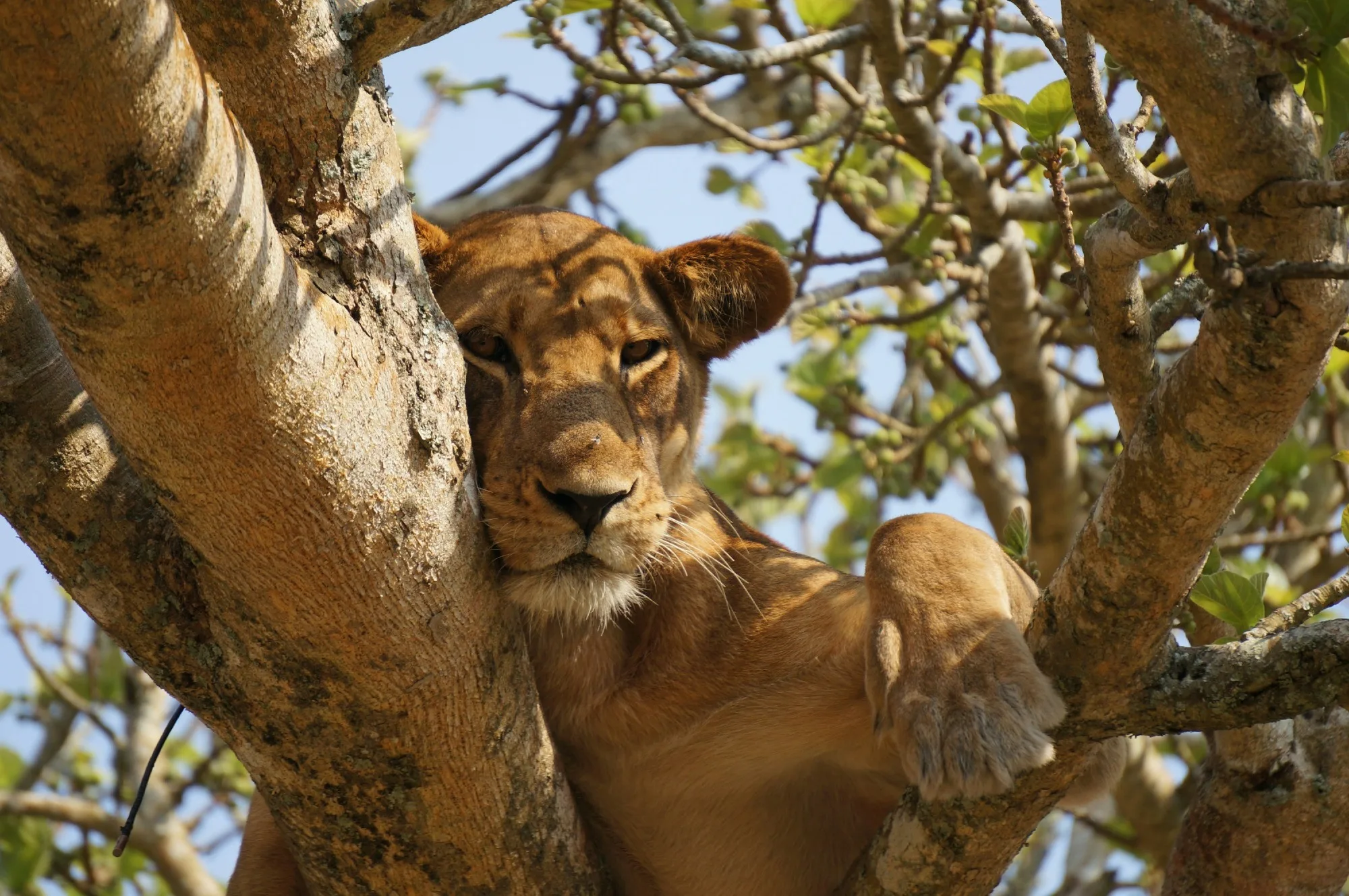 Queen Elizabeth National Park landscape photograph 3
