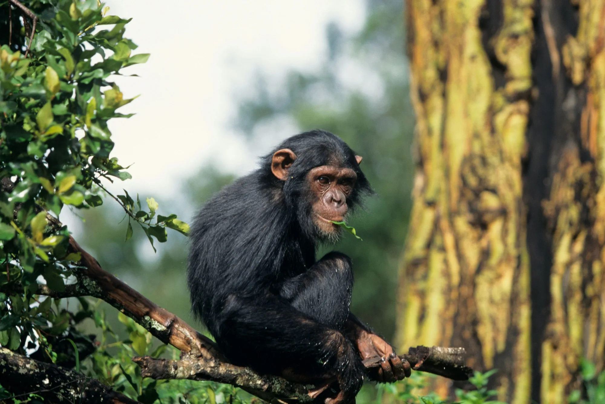Bwindi Impenetrable National Park landscape photograph 2